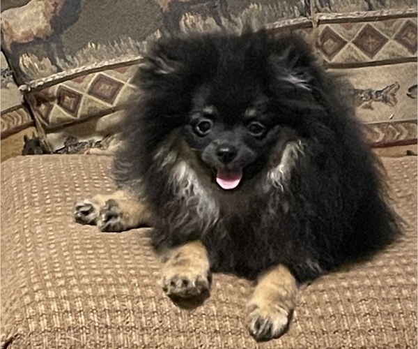 Medium Photo #6 Pomeranian Puppy For Sale in HARRISVILLE, MI, USA