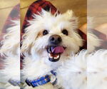 Small #4 Maltipoo