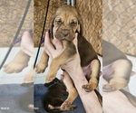 Puppy Purple ribbon Bloodhound