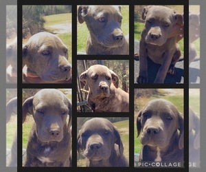 Cane Corso Puppy for sale in JACKSON, MS, USA