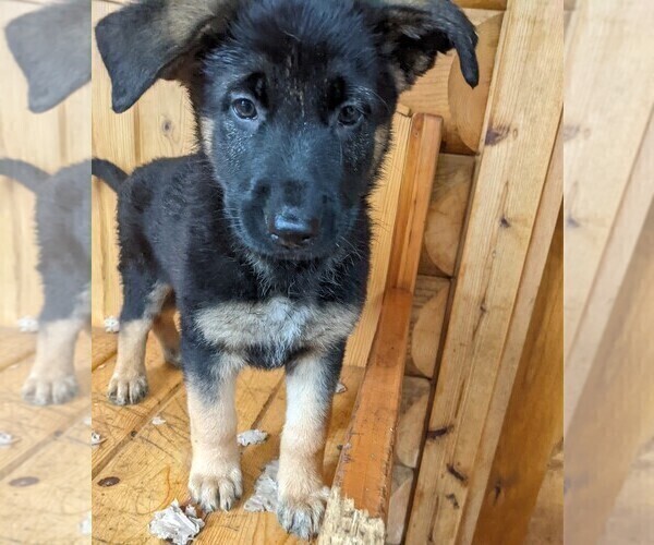 Medium Photo #2 German Shepherd Dog Puppy For Sale in LAKE STEVENS, WA, USA
