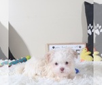 Small #3 Havanese