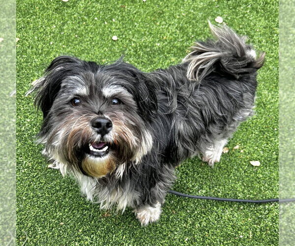 Medium Photo #3 Maltese Puppy For Sale in Salinas, CA, USA