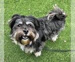 Small #2 Maltese