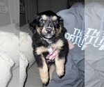 Small Photo #4 Miniature Australian Shepherd Puppy For Sale in COLUMBUS, OH, USA