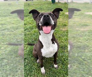 Staffordshire Bull Terrier Dogs for adoption in Rosenberg, TX, USA