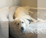 Small #13 Great Pyrenees