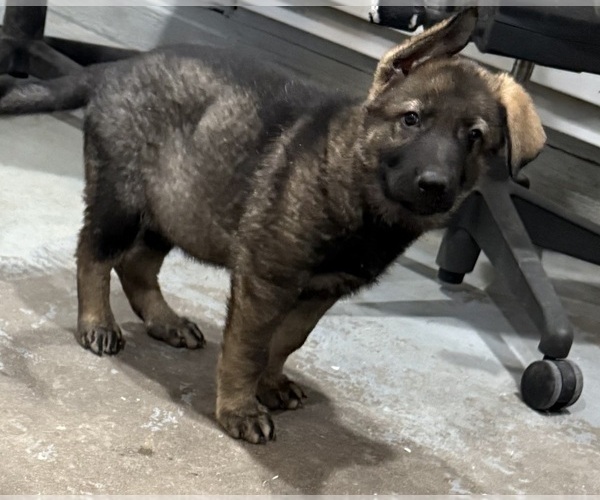 Medium Photo #16 German Shepherd Dog Puppy For Sale in BRIGHTON, CO, USA