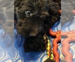 Small #1 Goldendoodle