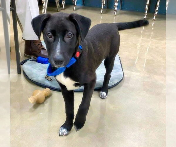 Medium Photo #9 Labrador Retriever-Unknown Mix Puppy For Sale in Alexander, AR, USA