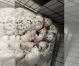 Dalmatian Puppy for sale in LA PUENTE, CA, USA