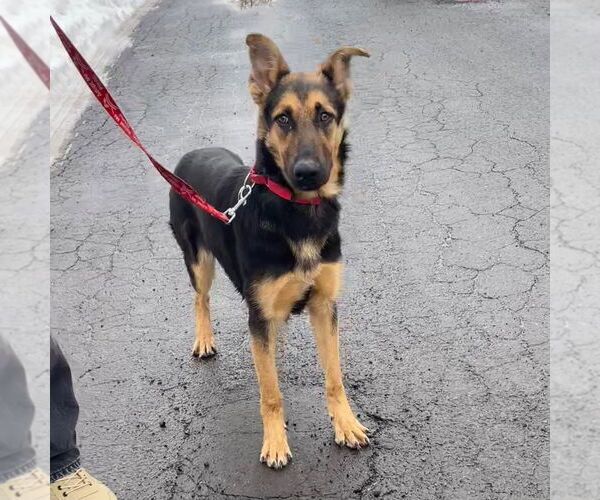 Medium Photo #7 German Shepherd Dog-Unknown Mix Puppy For Sale in Canton, CT, USA