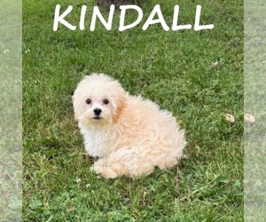 Shih-Poo Puppy for sale in HARTLAND, MN, USA