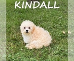 Image preview for Ad Listing. Nickname: Kindall