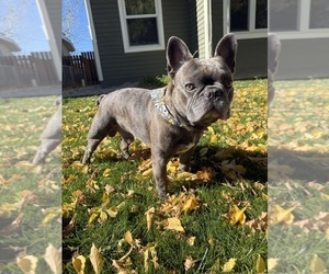 Father of the French Bulldog puppies born on 09/01/2026