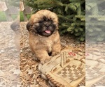 Small #3 Shih Tzu