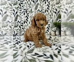 Small #1 Cavapoo