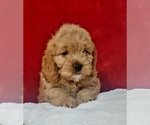 Medium Photo #5 Cockapoo Puppy For Sale in MIAMI, FL, USA