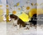 Small #9 Miniature Australian Shepherd