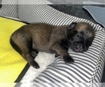 Small Photo #265 Belgian Malinois Puppy For Sale in REESEVILLE, WI, USA