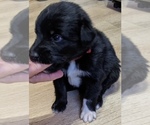 Small #2 F2 Aussiedoodle