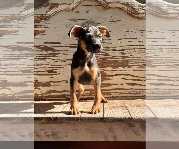 Medium Photo #3 Mutt Puppy For Sale in PIPE CREEK, TX, USA