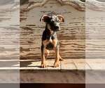 Small #2 Mutt