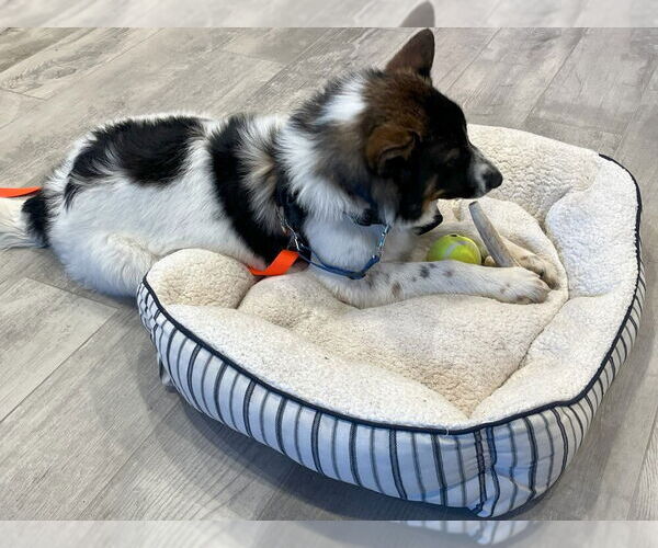 Medium Photo #4 Border Collie-Unknown Mix Puppy For Sale in Mundelein, IL, USA