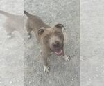 Small #2 American Pit Bull Terrier