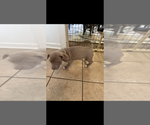 Small #5 American Pit Bull Terrier-American Staffordshire Terrier Mix