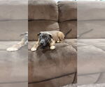 Small #9 Staffordshire Bull Terrier Mix