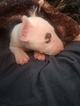 Small Photo #98 Bull Terrier Puppy For Sale in JACKSON, MI, USA