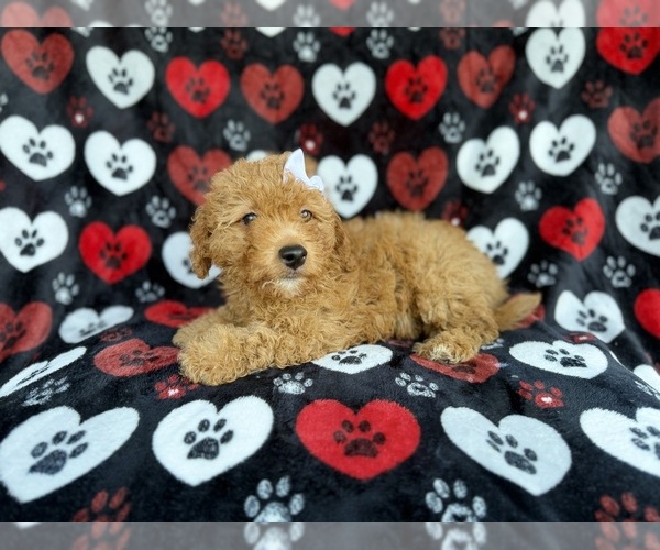 Medium Photo #6 Aussiedoodle Miniature  Puppy For Sale in LAKELAND, FL, USA