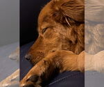 Small #2 Retriever  Mix