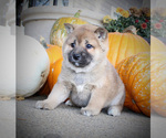 Small Photo #3 Shiba Inu Puppy For Sale in CANTON, SD, USA