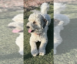 Mother of the Bernedoodle (Miniature) puppies born on 07/30/2026