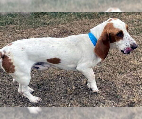 Medium Photo #5 Basset Hound Puppy For Sale in Deepwater, NJ, USA