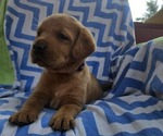 Small #8 Labrador Retriever