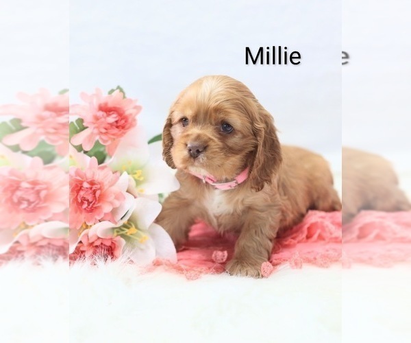 Medium Photo #7 Cocker Spaniel Puppy For Sale in LOYAL, WI, USA