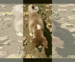 Small Photo #3 Siberian Husky Puppy For Sale in OWENSBORO, KY, USA