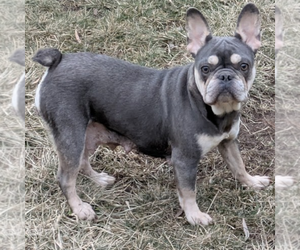 Mother of the French Bulldog puppies born on 01/20/2026