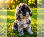 Small #58 Cavapoo (Miniature)