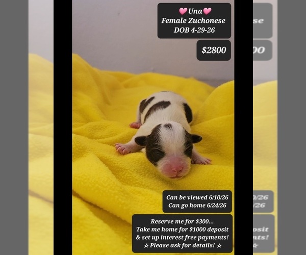 Medium Photo #1 Havanese-Zuchon Mix Puppy For Sale in TUCSON, AZ, USA