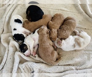 Bernedoodle Litter for sale in ELK GROVE, CA, USA