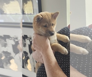 Shiba Inu Puppy for Sale in LOXAHATCHEE, Florida USA