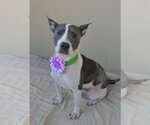 Small #1 American Pit Bull Terrier Mix