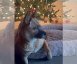 Small #4 German Shepherd Dog Mix
