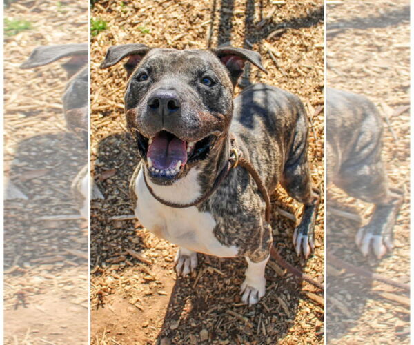 Medium Photo #9 Mastiff-Staffordshire Bull Terrier Mix Puppy For Sale in Decatur, GA, USA