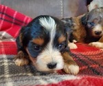 Small #13 Bernedoodle (Miniature)
