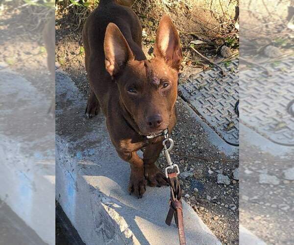 Medium Photo #2 Chiweenie Puppy For Sale in San Bernardino , CA, USA